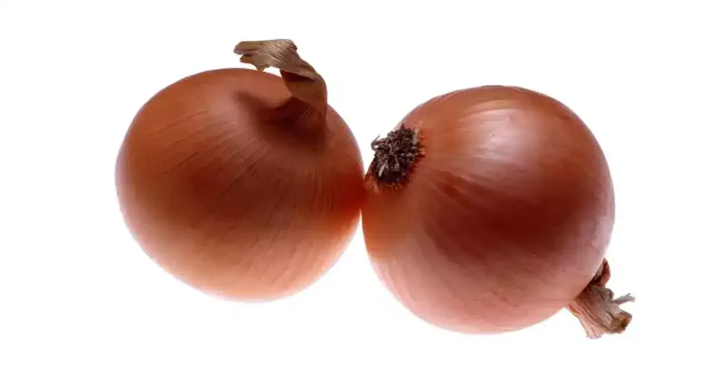 Onion-photo