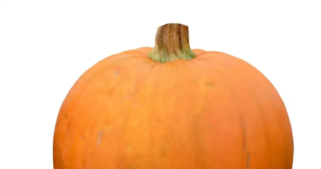 Pumpkin-photo