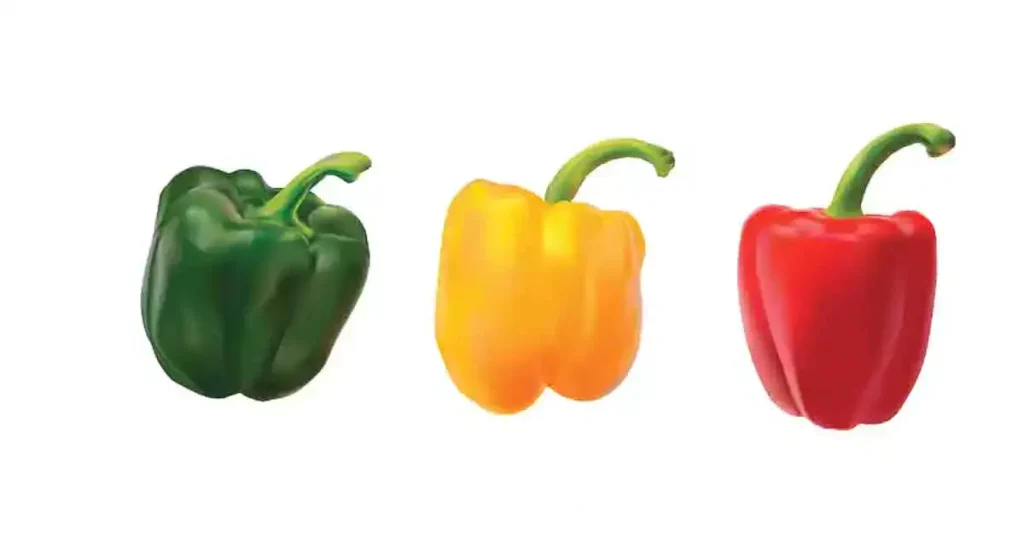 Capsicum-photo