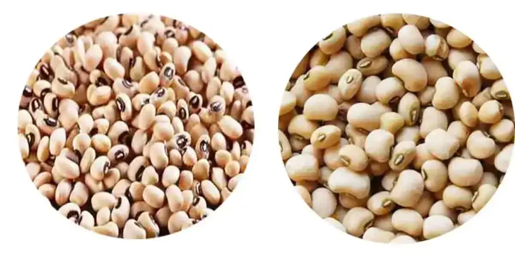 Cowpea In Tamil Name [5+ Benefits, Side Effect, Nutrient, Price ]