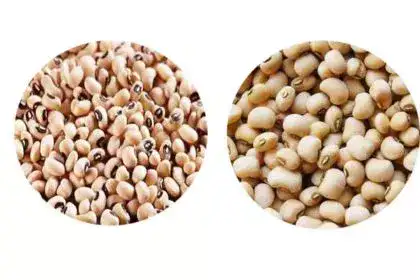 Cowpea-in-Tamil