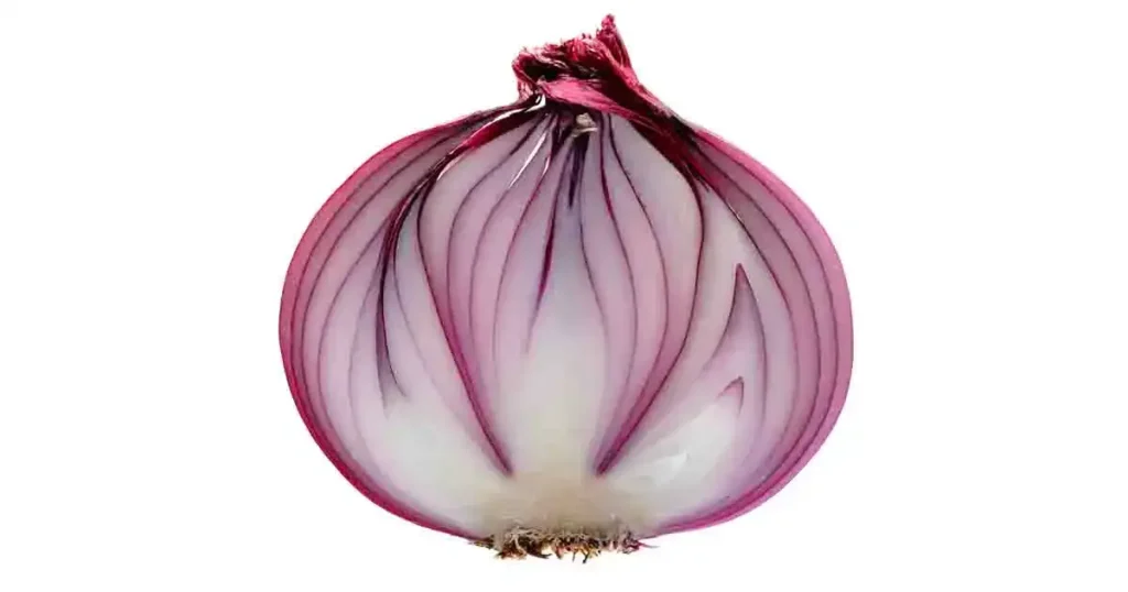 Onion-photo