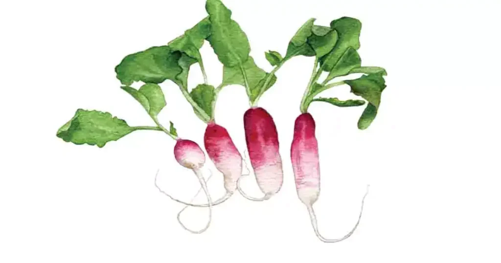 Radish-photo